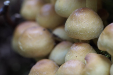 Mushroomsの写真素材