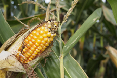 Corncob