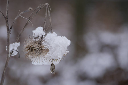 Snow Crystalの写真素材