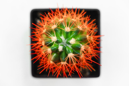 Isolated peyote in vase white backgroundの写真素材