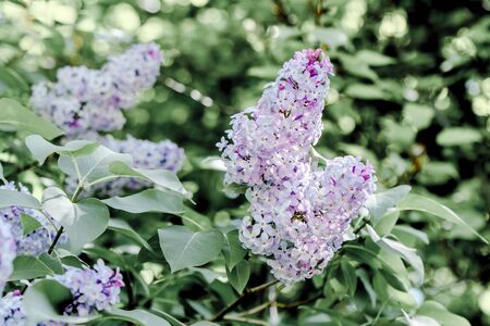 Spring nature beauty flower lilac in the garden 