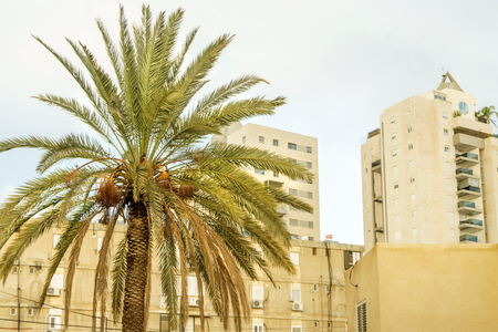 Architecture buildings and exotic palm trees. Summer day city, holidays in Israel. Urban central district , sky and clouds on background. Ancient downtown constructionsの写真素材