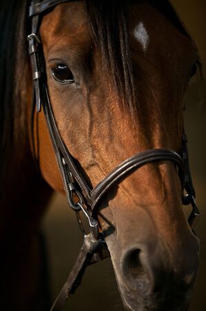 Arabian horse close-up 