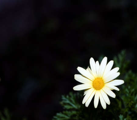 Daisy flowerの写真素材