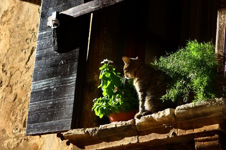 Cat taking sun on the window in a small Istrian villageの写真素材
