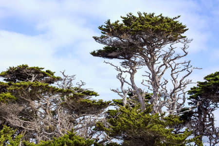 Cypress Tree Grove at Point Lobos Reserve, Carmel-By-The-Sea, California.の写真素材