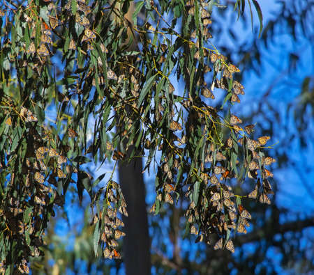 Hundreds of Monarch Butterflies (Danaus plexippus) in a tree Taken near Pismo Beach in California, off the Pacific Coast Highway (SR 1), during the yearly seasonal migration.の写真素材
