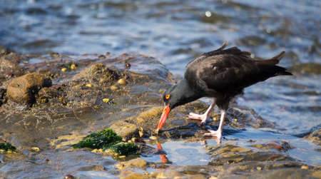 A single black oystercatcher (Haematopus bachmani) feeds on a tidepool limpet at Point Lobos Reserve...