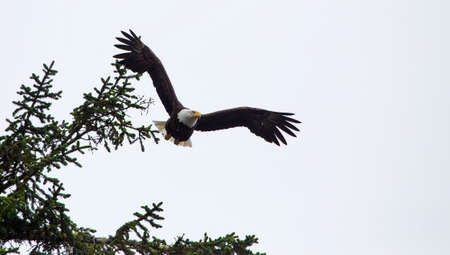 A bald eagle (Haliaeetus leucocephalus) takes flight from its perch in a pine tree.の写真素材