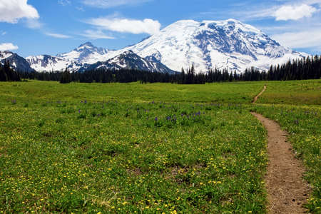 Mount Rainier rising behind a sea of wildflowers, as seen from the Grand Park area of Rainier National Park in Washington state.の写真素材