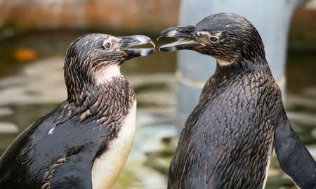 Two African penguins (Spheniscus demersus) interacting.の写真素材