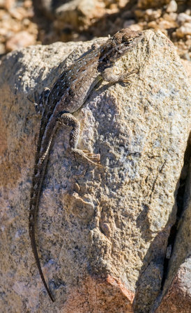 A wild common desert side-blotched lizard (Uta stansburiana) sunning itself on a rock.の写真素材