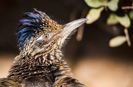 Closeup portrait of a greater roadrunner (Geococcyx californianus).の写真素材