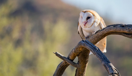 Closeup shot of a common barn owl (Tyto alba) perched on a tree branch.