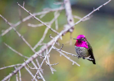 A single male Anna's hummingbird (Calypte anna) perched on a thin tree branch.の写真素材