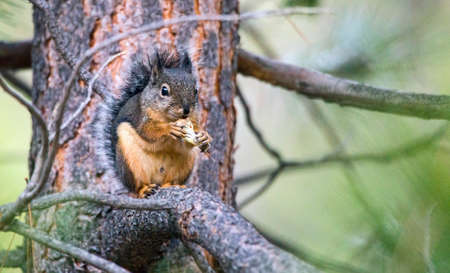 A wild Douglas squirrel (Tamiasciurus douglasii) sits on a tree branch while eating a nut.の写真素材