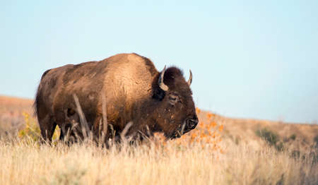 Wild buffalo in tall grass at Theodore Roosevelt National Park in North Dakota.の写真素材