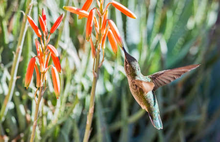 Closeup shot of a single female Anna's hummingbird (Calypte anna) feeding from an orange flower while in flight.の写真素材