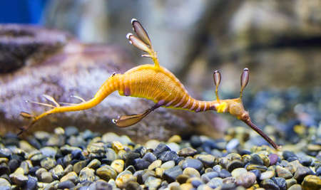 Closeup of a common sea dragon (Phyllopteryx taeniolatus).の写真素材