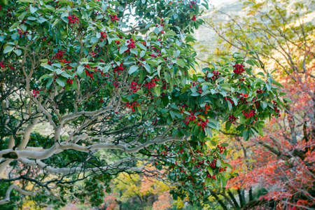 A Texas Madrone tree (Arbutus xalapensis) showing red berries in the late fall season. Taken at Guadalupe Mountains National Park in Texas.の写真素材