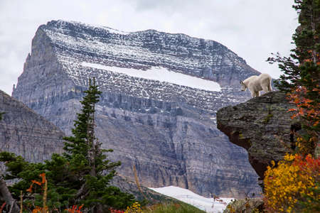 A mountain goat looks out over the scenary from his perch on a cliff at Glacier National Park in Montana.の写真素材