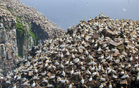 Many birds, mostly northern gannets (Morus bassanus) at St. Cape Mary's Ecological Reserve in Newfoundland.の写真素材
