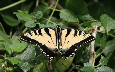 Closeup of a yellow swallowtail butterfly.の写真素材