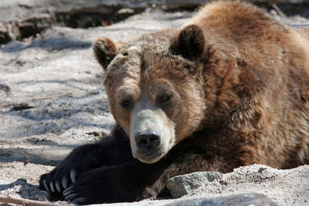 A lazy grizzly bear taking a nap.