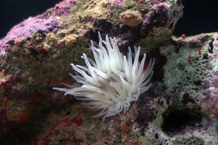 A bright anemone on a coral reefの写真素材