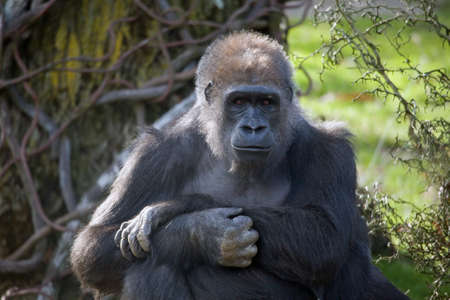 A single adult Gorilla stare thoughtfully at you.