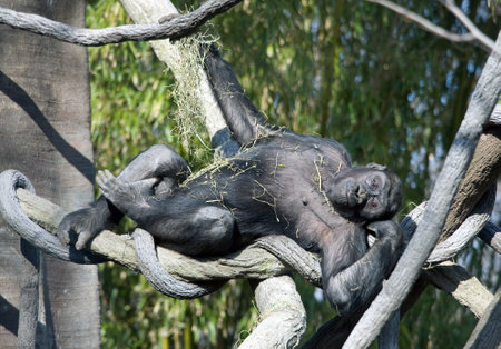 A Gorilla hanging out in a tree, playing with some dry grass.の写真素材