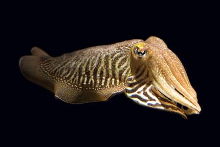 Closeup of a common cuttlefish (Sepia officinalis).の写真素材