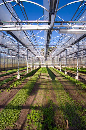 The interior of a large greenhouse.の写真素材