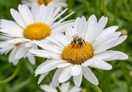 A bumblebee (bombus) rests on the closer of two shasta daisies (Leucanthemum superbum).の写真素材