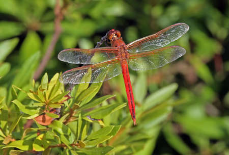 A large red dragonfly perched on a plantの写真素材