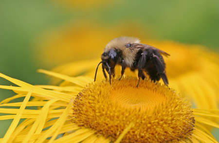 A Bumblebee perched atop a colorful yellow flower.の写真素材