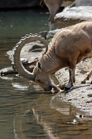 Ibex taking a drink from a stream.の写真素材