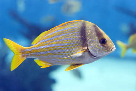 Closeup of a striped yellow tail fish