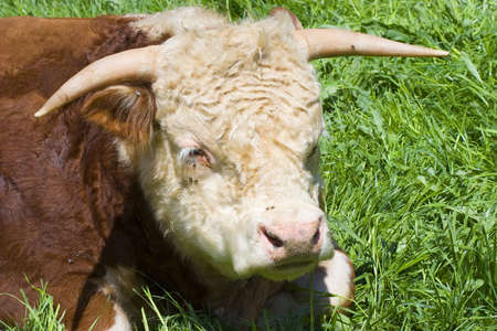 A lazy cow resting in a field.