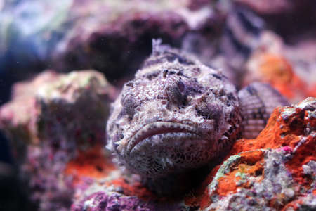 A resting scorpion fishの写真素材