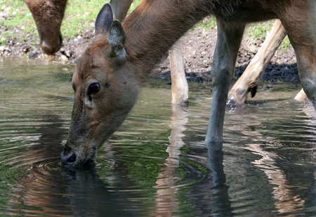 Deer drinking from a stream.の写真素材