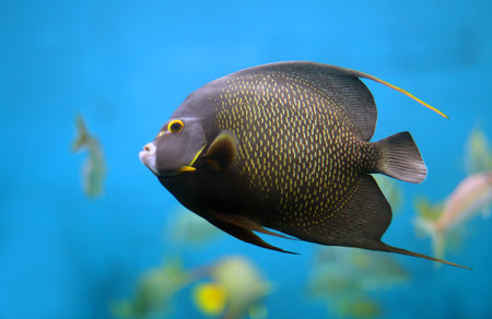 Closeup of a French Angelfish (Pomacanthus paru)の写真素材