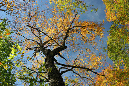 Treetops changing color in New Englandの写真素材