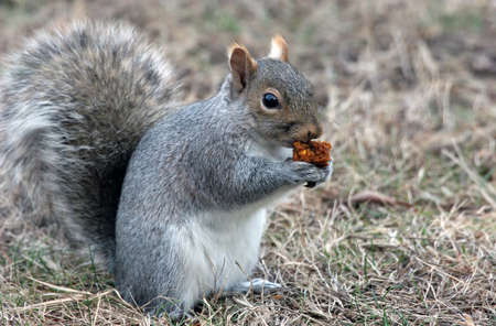 A cute squirrel eating some food.の写真素材