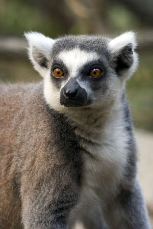 Closeup of ring-tailed lemur (Lemur catta)