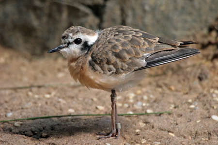 Cute killdeer plover standing in the sand.の写真素材