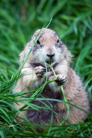A large groundhog sitting up while eating