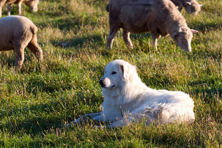 A closeup of a sheepdog guarding his herd.