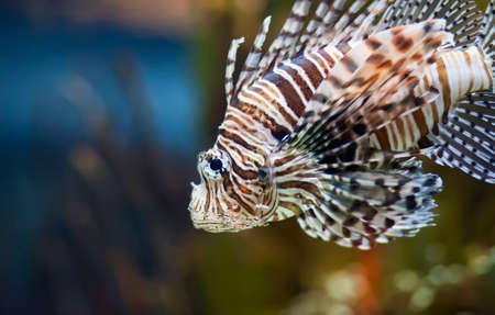 Closeup of a Lionfish (Pterois volitans) in a colorful reef tank.の素材 [FY310170779605]