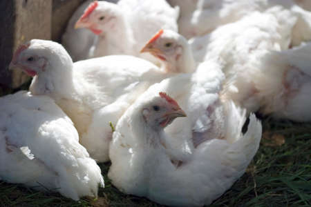 Bunch of baby chickens in their coop.